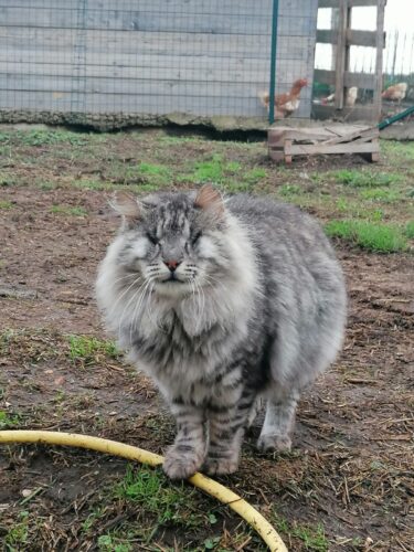 La psicologa dei gatti